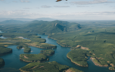 Flies Over Miles: An In-Depth Look at the Fascinating World of Long-Distance Flight