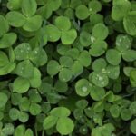 The Advantages of Clover Lawns: A Sustainable