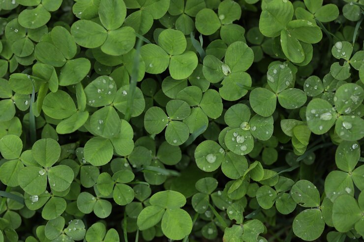 The Advantages of Clover Lawns: A Sustainable